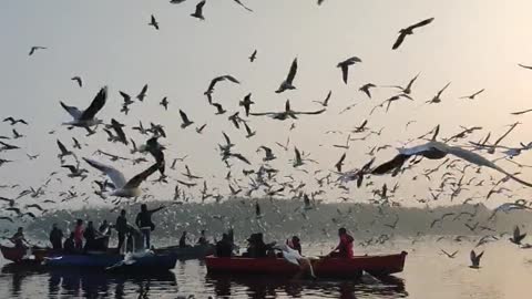 Des oiseaux Birds