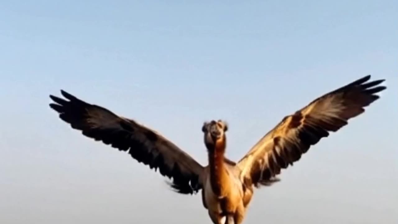 Hybrid Camel Caught Flying