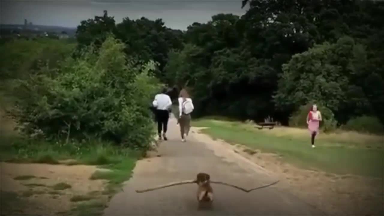 Dog carrying a stick around funny video