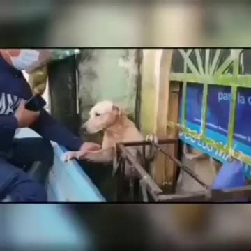 save the dog from the flood disaster
