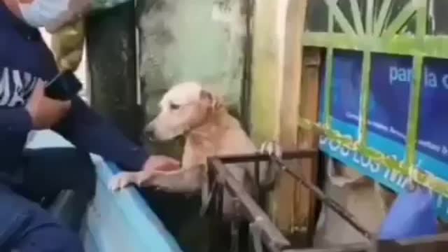 save the dog from the flood disaster