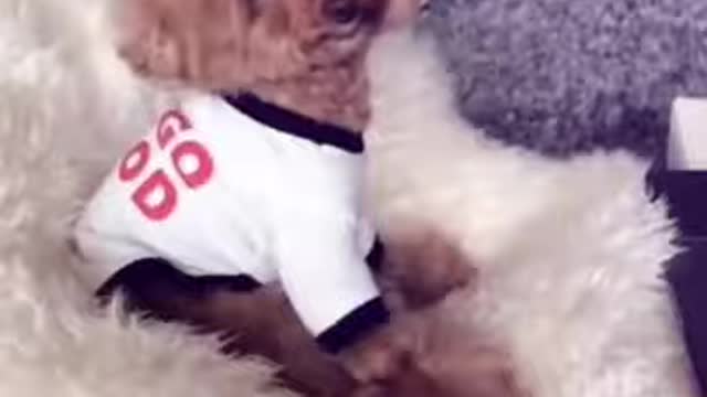 🤣 Funniest Cute 🐶 Dogs / Awesome Funny Pet