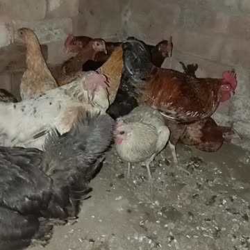 tus viral hog viral TikTok #shorts #trending #fashion #curvymodel #viral