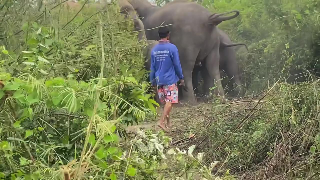 Elephant & Baby Elephant