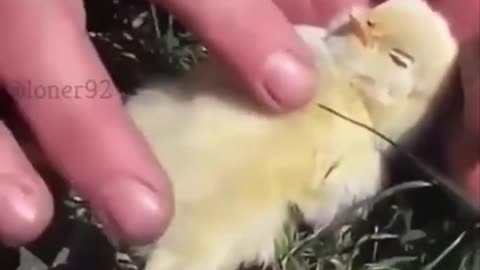 Cutest baby animals Videos Compilation