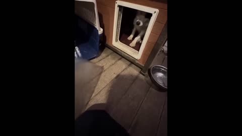 funny behavior of cats and dogs that will make you laugh 🐶😸
