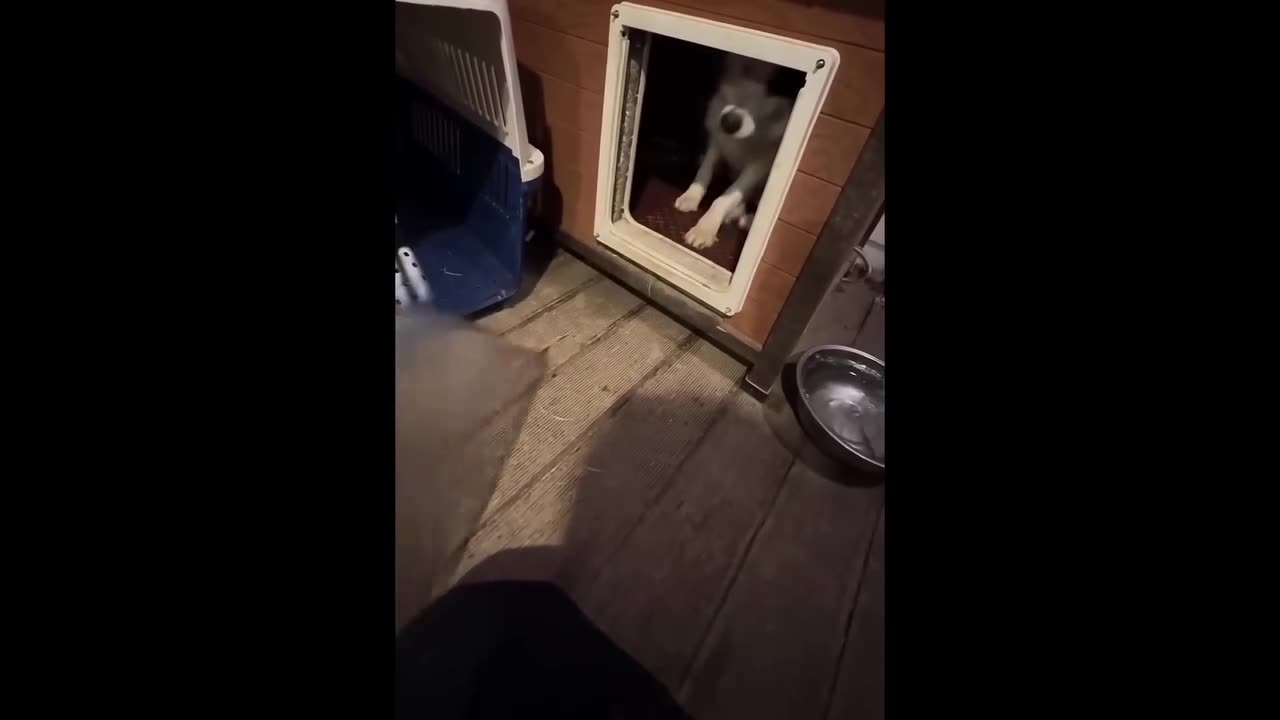 funny behavior of cats and dogs that will make you laugh 🐶😸