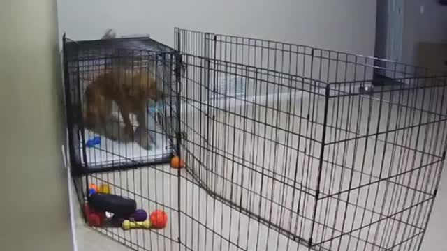 Golden retriever escape