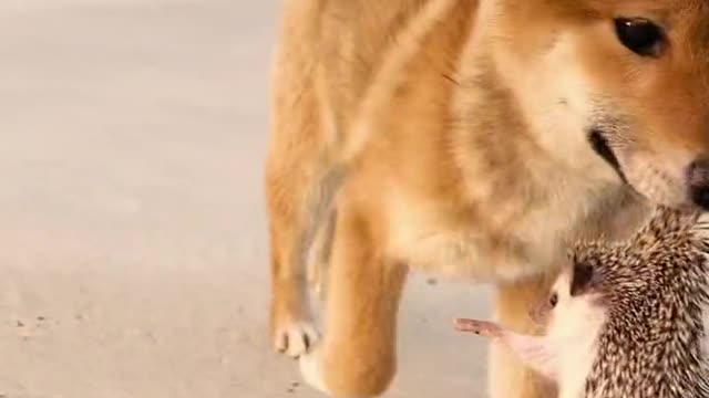 How a puppy bites the hedgehog