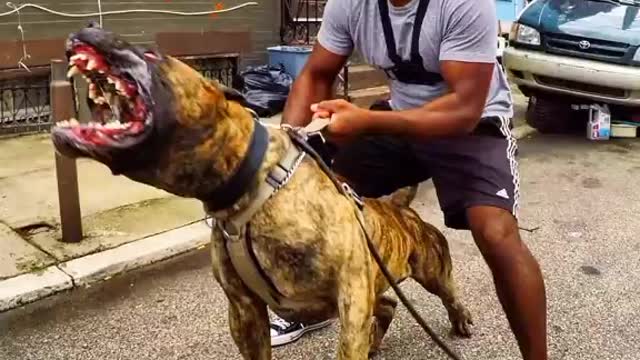 Dangerous dog breeds | american bully and other breed #short