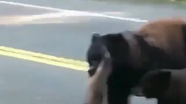 Bear