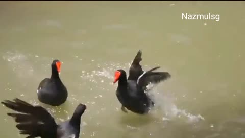 3 Nice Birds Figting in the water