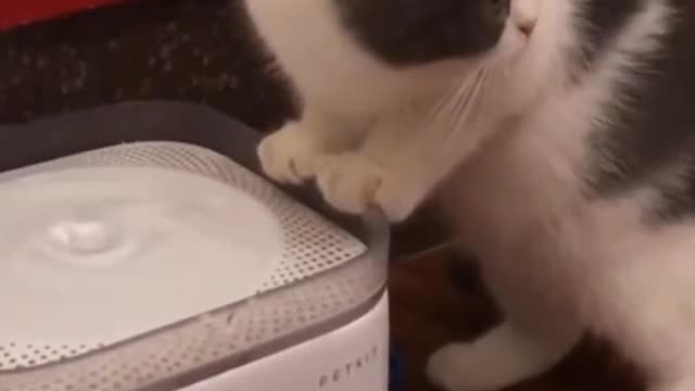 Cute cat 😸 funny video