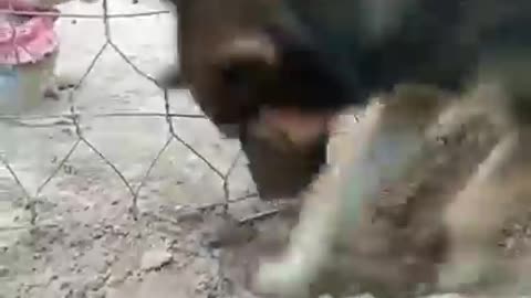 Dog tries to help his monkey friend to escape!