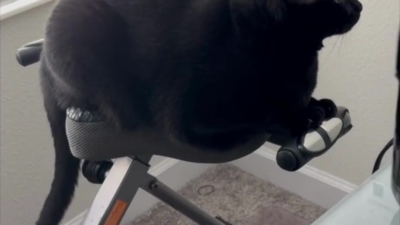 Adopting a Cat from a Shelter Vlog - Cute Precious Piper Really Gets Into Her Exercise #shorts