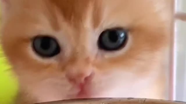 Kitty's big ears