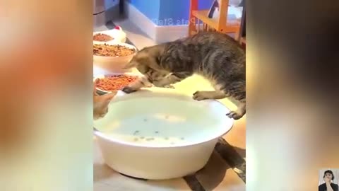 Chef Cat Compilation Cat Cooking Food 1