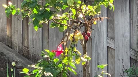 Red Whiskered Bulbuls and their Baby’s