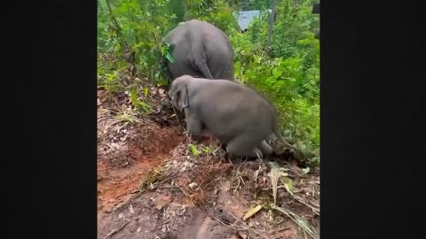 The Elephant’s Quest Finding Its Missing Calf