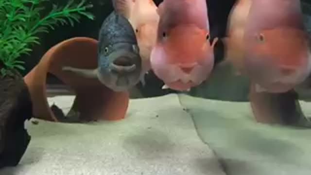 Adorable fishes