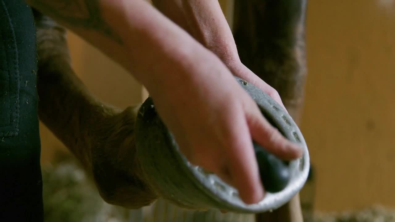 Careful young woman cleans the hooves of a horse in a stall