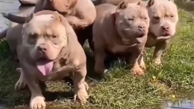 Funny dog vedio squad of dogs soo dangerous