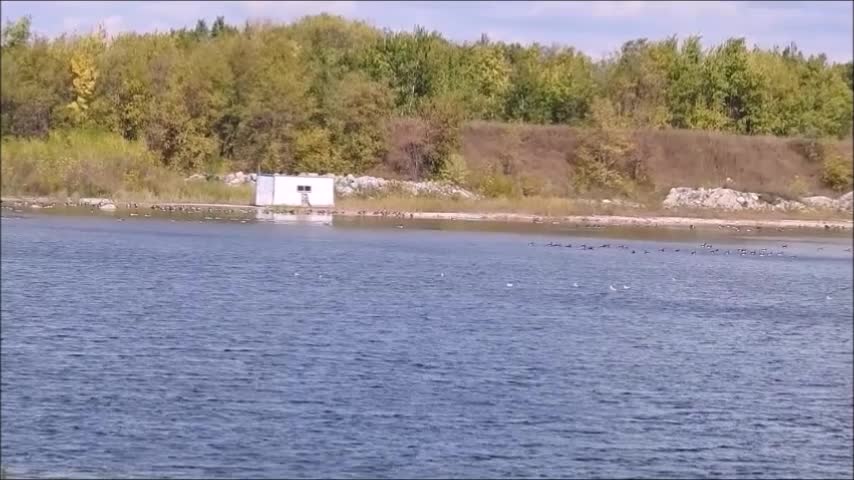 Whole flock of Canadian Geese in slow-mo