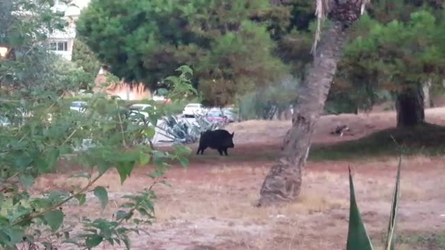 Wild boar captured on camera in Marbella urbanization