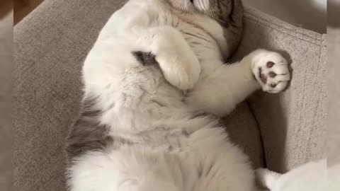 Funny cat