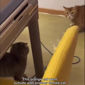 Orange Tabby Gets Caught Cheating🐈🙀