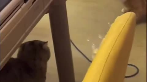 Orange Tabby Gets Caught Cheating🐈🙀