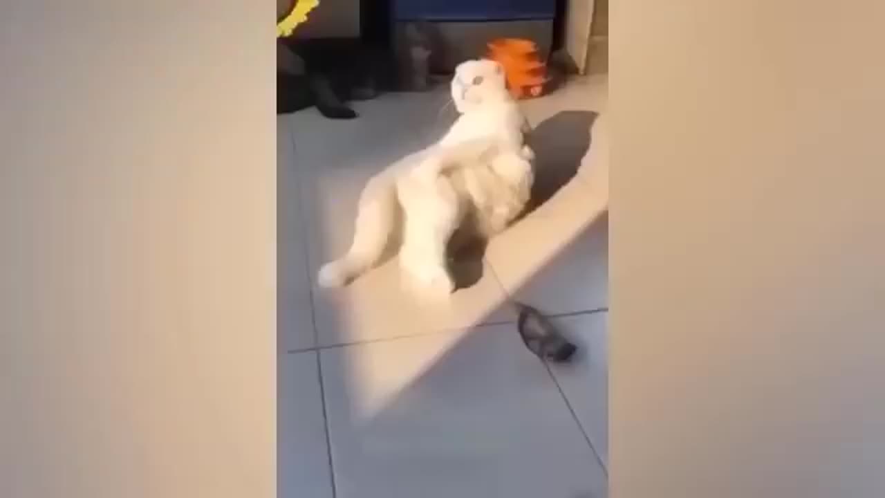 LOL Pets: The Funniest Animals You Canโt Miss ๐๐ป
