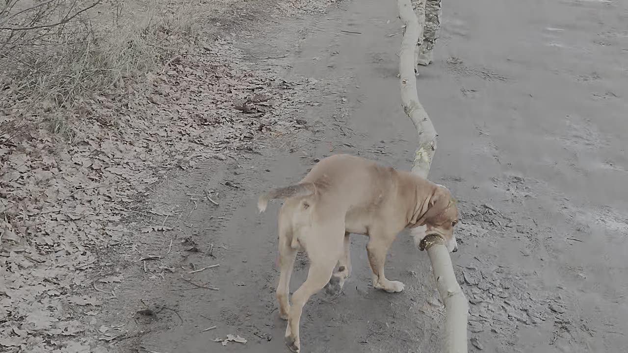 Dog Helps Manage Branches