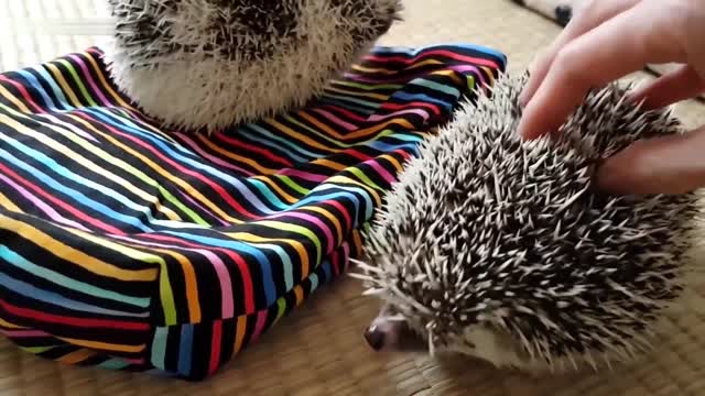 Funny Hedgehogs Fun, Pranks, Jokes, Humor