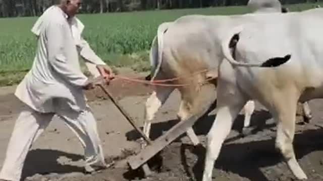 Farmer of India