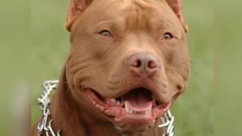 Pitbull dog best body atitude