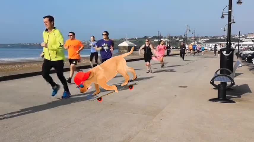running dog cão