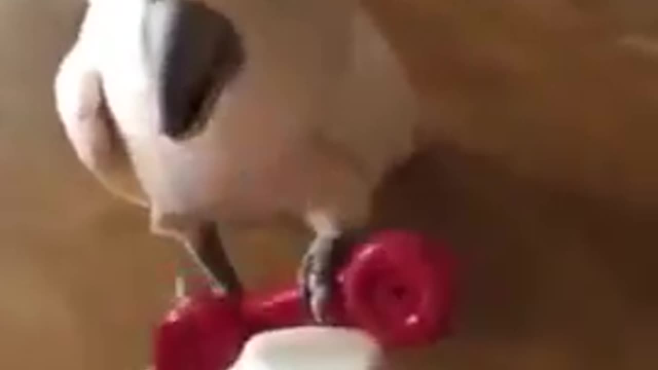 COCKATOO FUNNY VIDEO BEING CUTE #shorts #parrot #pets