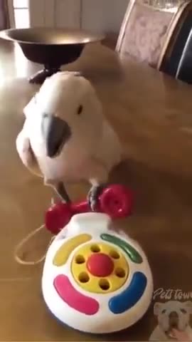 COCKATOO FUNNY VIDEO BEING CUTE #shorts #parrot #pets