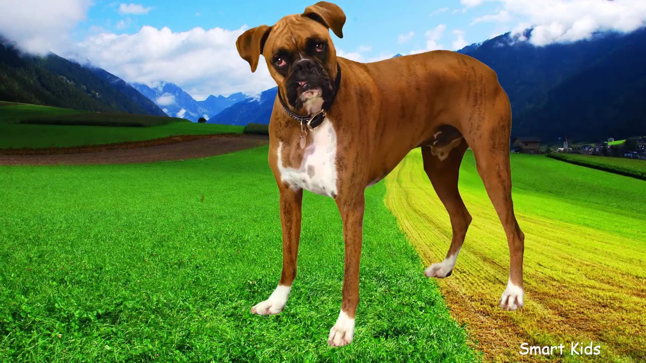 Learn names Cutest Dog Breeds in English ｜ Learn Sounds of Cutest Dog Breeds for Kids