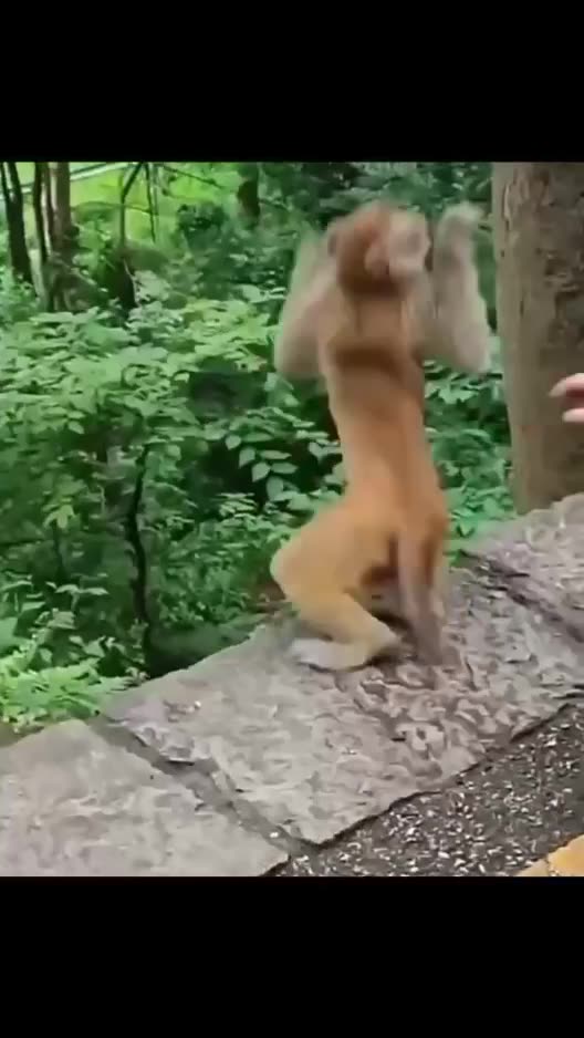 scared the monkey 🐵 |Funny animal videos| try not to laugh