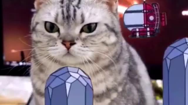 My cat plays it better than I do