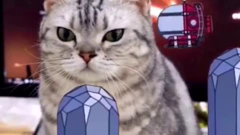 My cat plays it better than I do