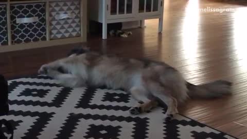 Tan dog lifting paws in air and rolling on ground