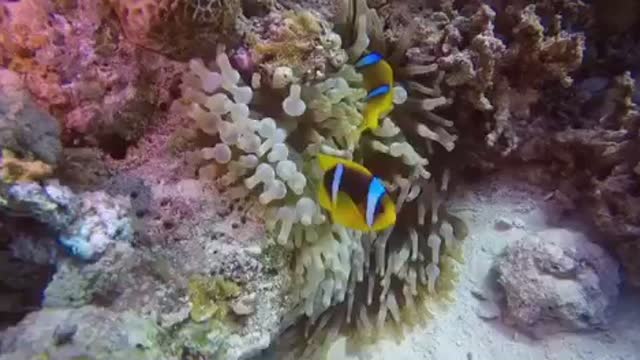 Beautiful Coral Reef Fish, | Relaxing Ocean Fish, | & | Stunning Aquarium Relax Music