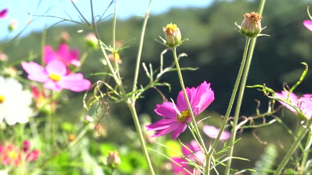 a variety of beautiful cosmos blooming in the fall 5