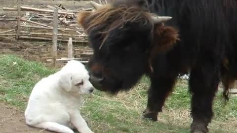 Joven bisonte se acerca amigablemente a un cachorro de perro guardián