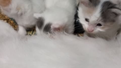 Tiny Kittens Getting Their Milk