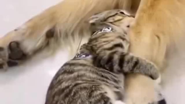 Baby Cat and Dogs very Funny video🤭😆 Part 2