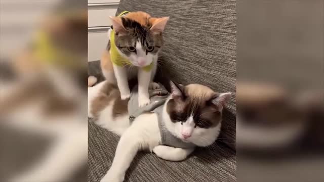 Cute Cat And Funny Animals Compilation #2 - Pets